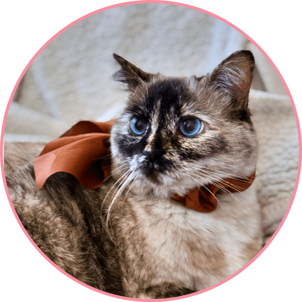 Cat named B with blue eyes and brown bow